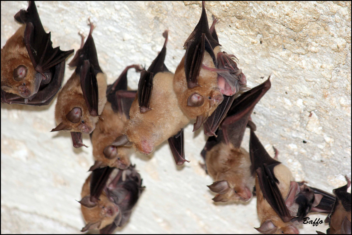 Pipistrelli,di che tipo?